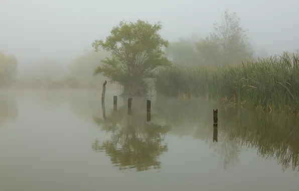 Картинка туман, озеро, птица, утро, камыш