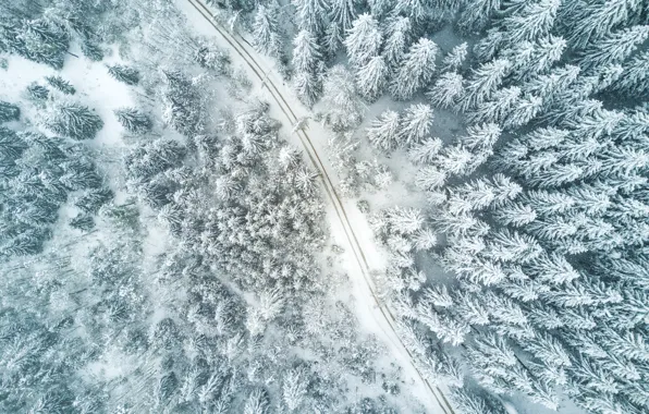 Зима, дорога, лес, природа, путь, елка, forest, road