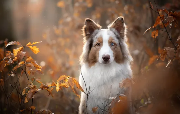 Картинка осень, взгляд, морда, листья, ветки, портрет, собака, боке