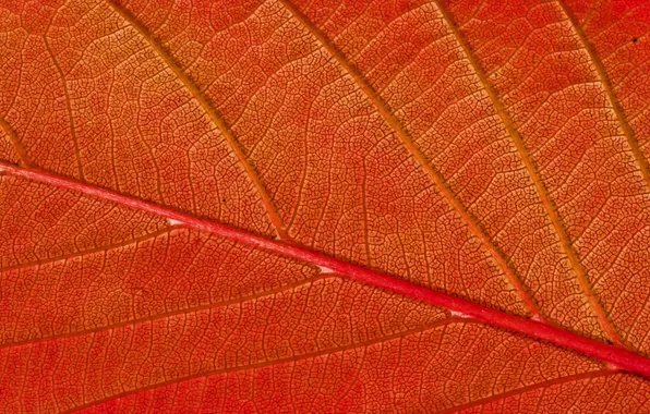Картинка Red, autumn, pattern, leaf