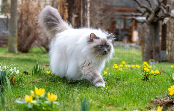Кошка, трава, кот, взгляд, цветы, поза, поляна, сад