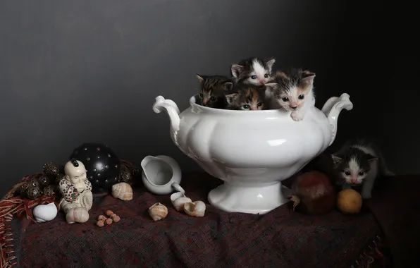Взгляд, шарики, кошки, темный фон, лимон, котята, ткань, белая