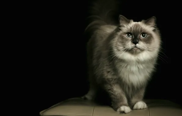 Кошка, кот, черный фон, рэгдолл