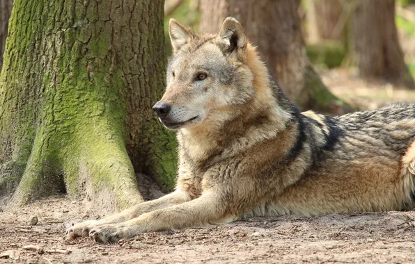 Nature, snow, predator, face, animal, wolf, wolves, wildlife