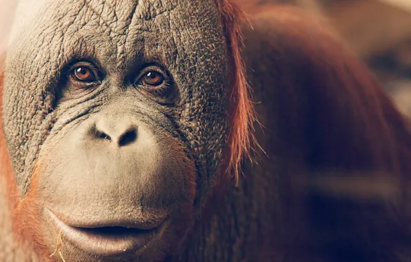 Картинка взгляд, обезьяна, Orangutan