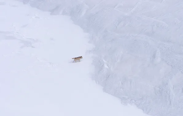 Снег, природа, собака