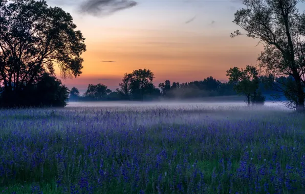 Картинка трава, цветы, туман, весна, утро