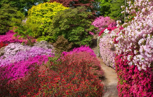Картинка деревья, цветы, Англия, аллея, кусты, Большой Виндзорский парк