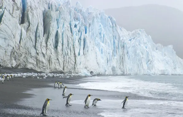Картинка волны, пингвины, ледник