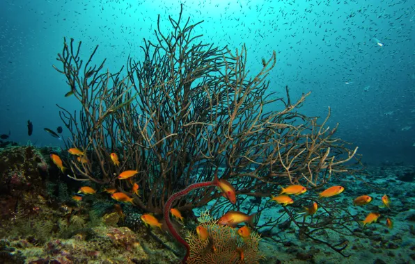 Рыбы, океан, кораллы, подводный мир