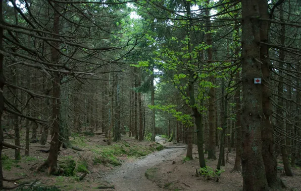 Лес, Природа, тропа, forest, nature, path