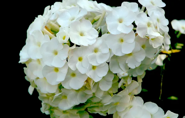 White, blooming, phlox