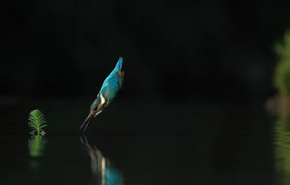 Вода, полет, зимородок, птицa