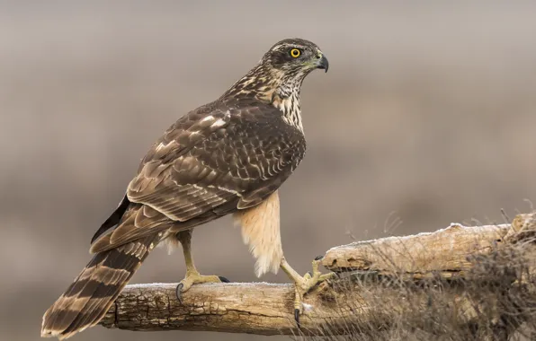 Картинка фон, птица, хищник