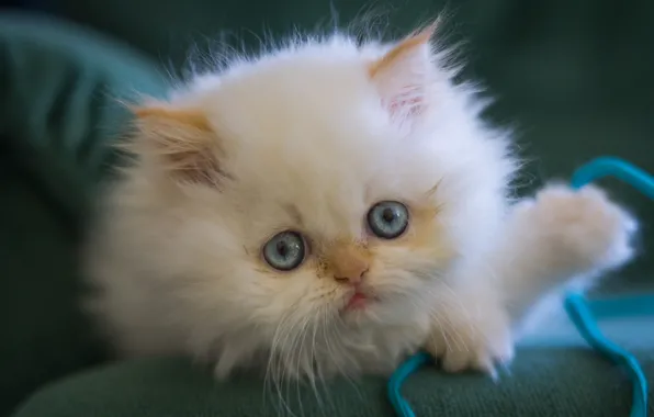 Белый, взгляд, пушистый, мордочка, котёнок, голубые глаза