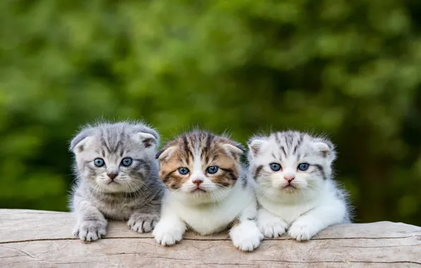 Котята, бревно, малыши, трио, зеленый фон, боке, три котенка, скоттиш фолд