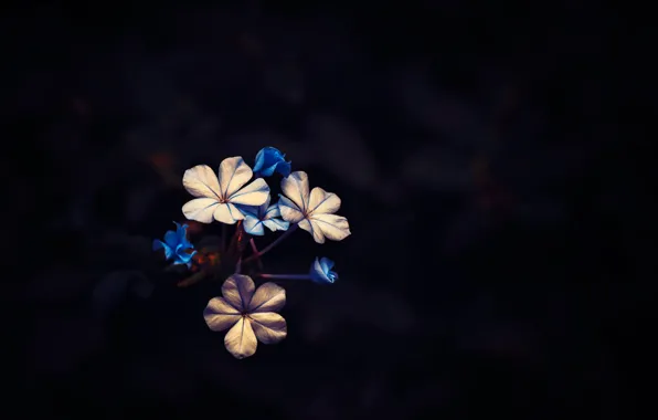 Картинка фон, цветочки, Little Bloom