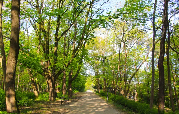 Green, forest, road, trees, park, spring, alley