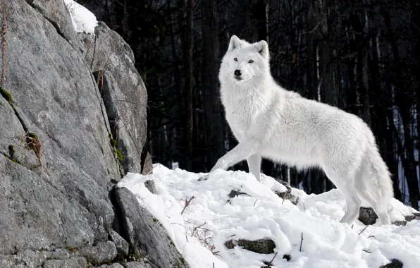 Картинка зима, лес, белый, снег, природа, камни, волк, хищник