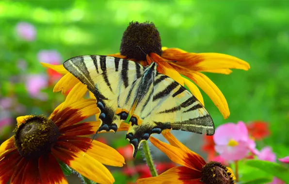 Картинка Макро, Цветы, Бабочка, Flowers, Macro, Butterfly