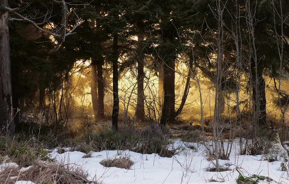 Картинка лес, снег, деревья, солнечный свет