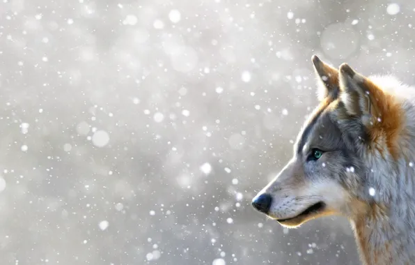 Зима, Снег, Волк, Морда, Арт, Winter, Snow, Wolf