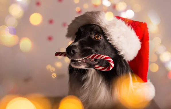 Картинка собака, Новый Год, Рождество, Christmas, dog, 2018, Merry Christmas, Xmas