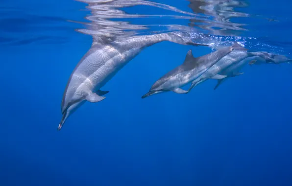 Картинка дельфин, океан, Длиннорылый продельфин