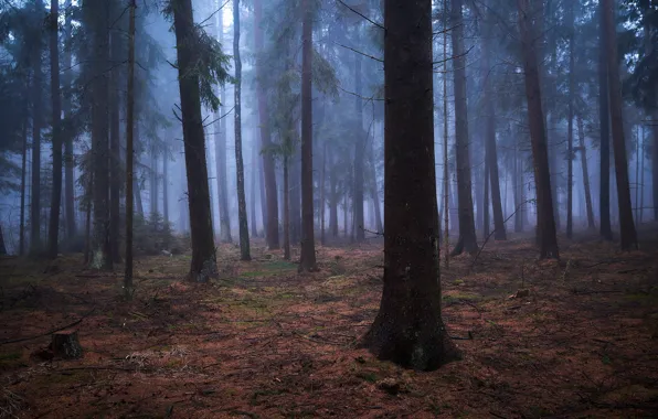 Лес, деревья, природа, туман, Германия, Germany, Alexander Schönberg, Sachsenwald