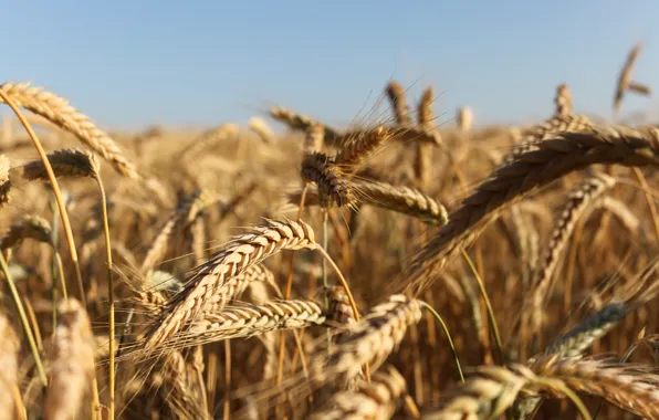 Картинка пшеница, поле, лето, пейзаж, колос