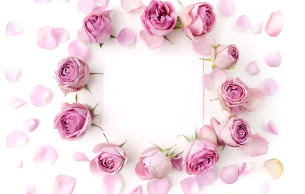 Розы, бутоны, pink, flowers, romantic, roses, valentine`s day