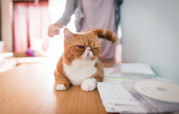 Кошка, взгляд, дома