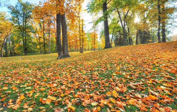Картинка осень, трава, листья, деревья, парк