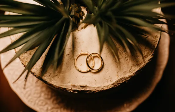 Любовь, растение, кольца, золотые, свадьба, свадебные