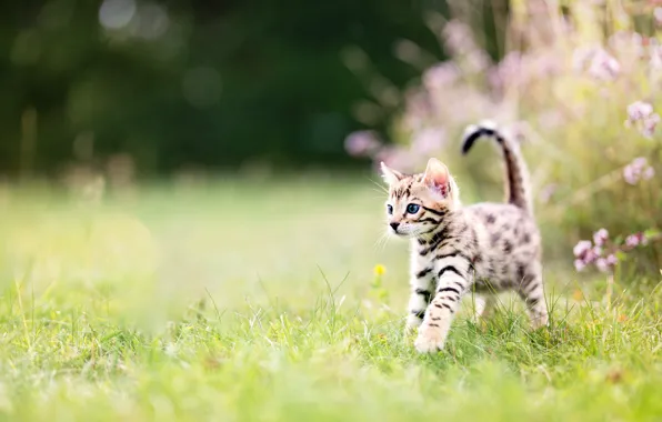 Кошка, трава, взгляд, цветы, природа, поза, котенок, поляна
