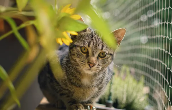 Кошка, взгляд, цветы, котенок, серый, сетка, забор, мордашка