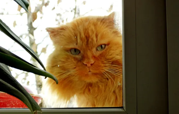 Кошка, кот, в окне, взгляд кота