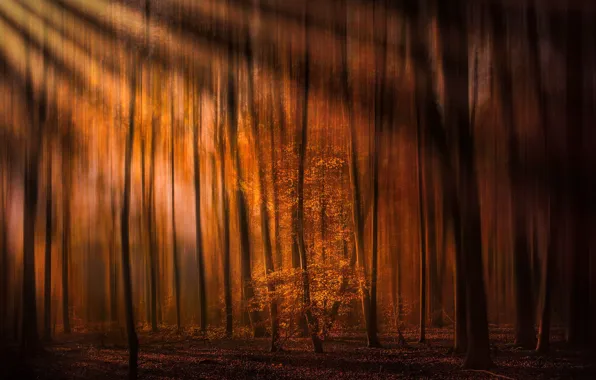 Картинка осень, лес, деревья