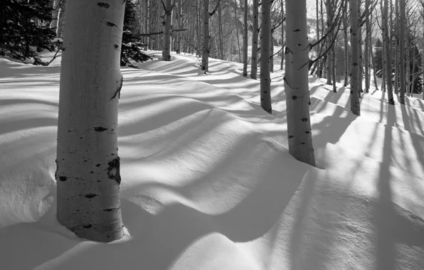 Картинка зима, лес, снег, деревья, роща, осина