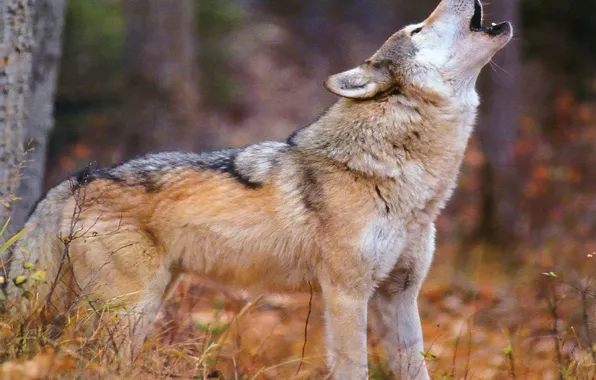 Картинка nature, predator, animal, wolf, wildlife, portrait, portrait., Canis lupus. face