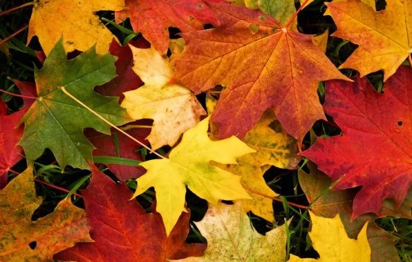 Осень, листья, макро, клён