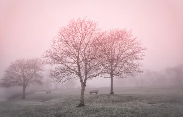 Картинка пейзаж, туман, парк