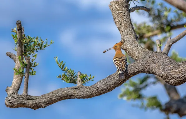 Картинка листья, деревья, ветки, природа, фон, птица, клюв, насекомое