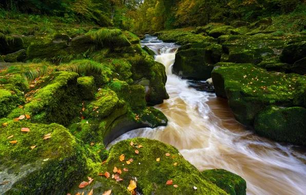 Картинка осень, река, камни, Англия, мох, England, Северный Йоркшир, Yorkshire Dales