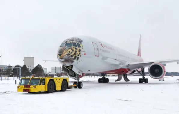 Картинка Зима, Тигр, Снег, Аэропорт, Boeing, Россия, Боинг, 300