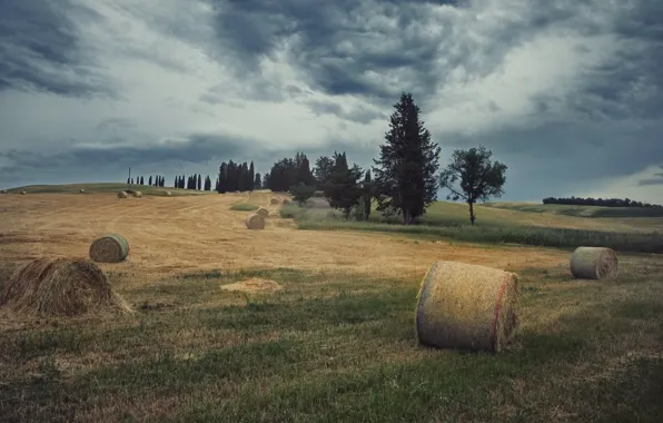 Поле, деревья, сено, кипы