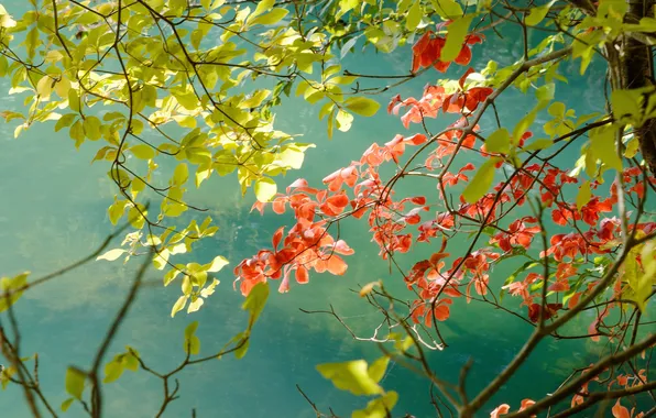 Листья, деревья, ветки, красный, зеленый, фон