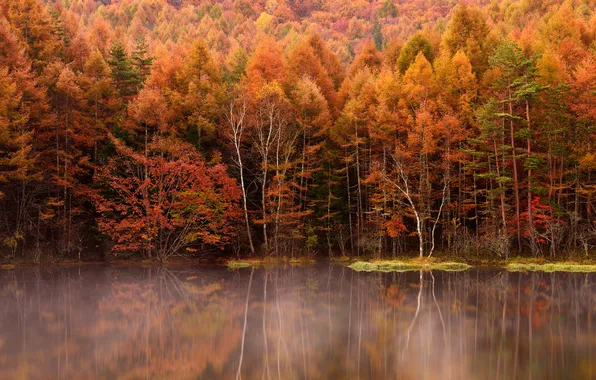 Картинка осень, лес, деревья, туман, озеро, отражение