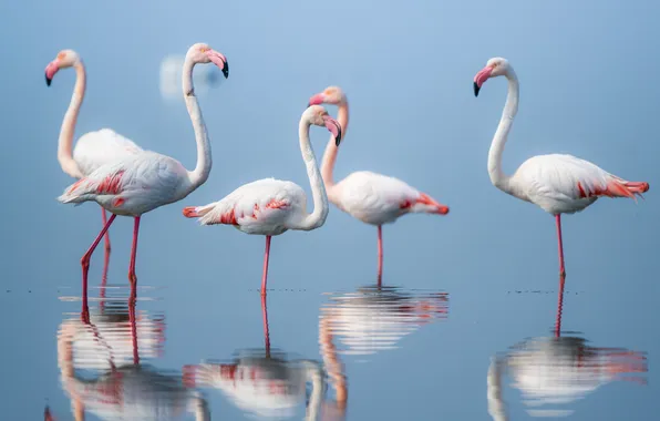 Turkey, Flamingo, izmir, Gediz Delta