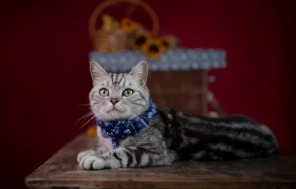 Кошка, кот, взгляд, подсолнухи, котенок, стол, коробка, лапки